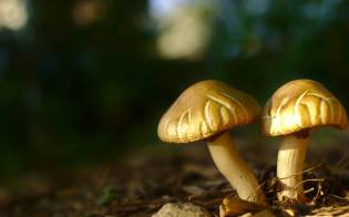 backyard_mushrooms_by_kurt_zitzelman