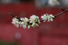 sezgin_cherry_blossoms
